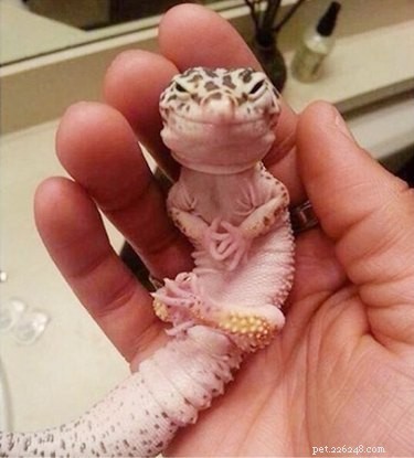 22 Irresistible Reptile Photos Every Pet Lover Will Adore