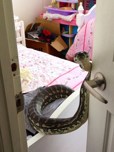 22 Irresistible Reptile Photos Every Pet Lover Will Adore