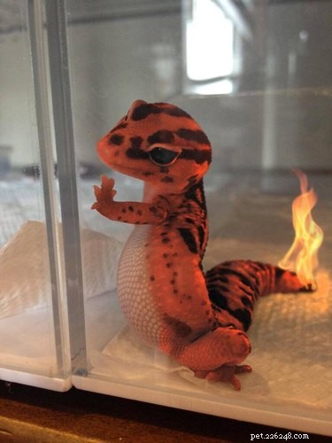 22 Irresistible Reptile Photos Every Pet Lover Will Adore