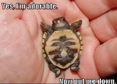 22 Irresistible Reptile Photos Every Pet Lover Will Adore