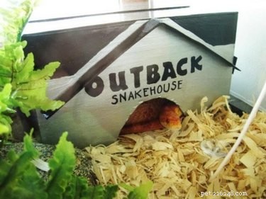 22 Irresistible Reptile Photos Every Pet Lover Will Adore