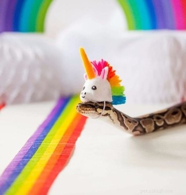 22 Irresistible Reptile Photos Every Pet Lover Will Adore