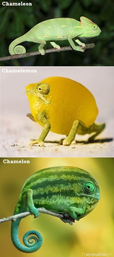 22 Irresistible Reptile Photos Every Pet Lover Will Adore