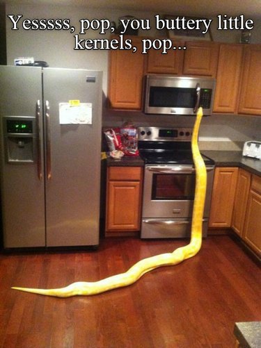 22 Irresistible Reptile Photos Every Pet Lover Will Adore