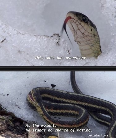22 Irresistible Reptile Photos Every Pet Lover Will Adore