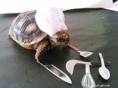 22 Irresistible Reptile Photos Every Pet Lover Will Adore