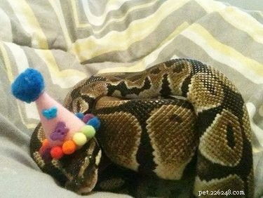 22 Irresistible Reptile Photos Every Pet Lover Will Adore