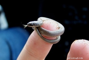 22 Irresistible Reptile Photos Every Pet Lover Will Adore