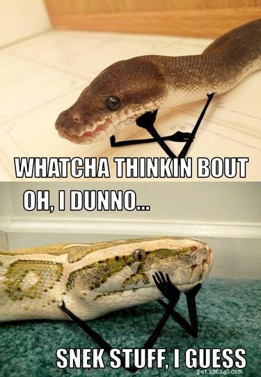 22 Irresistible Reptile Photos Every Pet Lover Will Adore