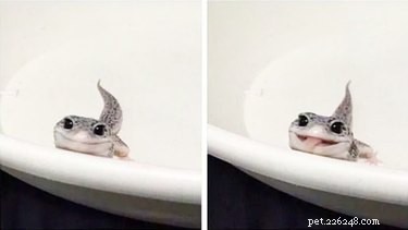 22 Irresistible Reptile Photos Every Pet Lover Will Adore