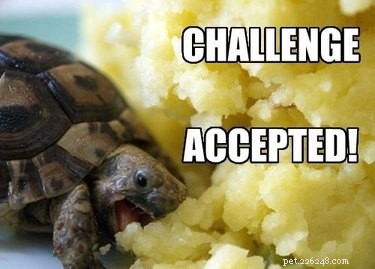 22 Irresistible Reptile Photos Every Pet Lover Will Adore