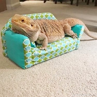 22 Irresistible Reptile Photos Every Pet Lover Will Adore