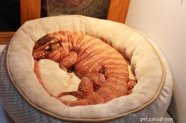 22 Irresistible Reptile Photos Every Pet Lover Will Adore