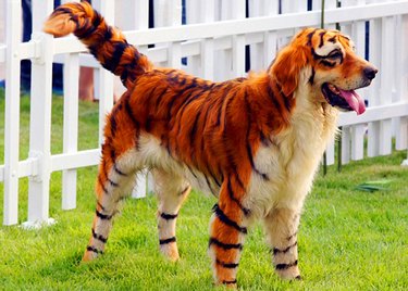 21 Hilarious Animals Wearing Costumes of Other Species