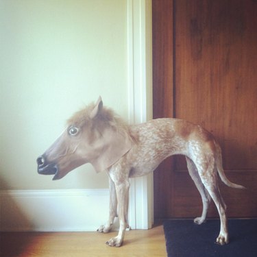 21 Hilarious Animals Wearing Costumes of Other Species