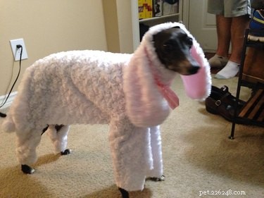 21 Hilarious Animals Wearing Costumes of Other Species