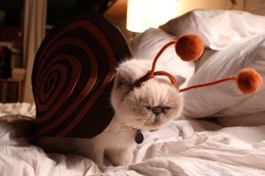 21 Hilarious Animals Wearing Costumes of Other Species
