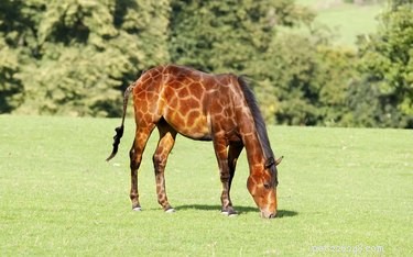 21 Hilarious Animals Wearing Costumes of Other Species