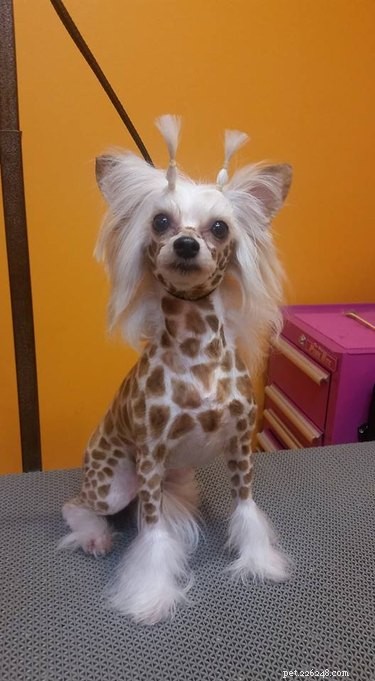 21 Hilarious Animals Wearing Costumes of Other Species