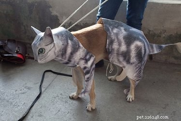 21 Hilarious Animals Wearing Costumes of Other Species