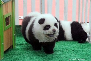 21 Hilarious Animals Wearing Costumes of Other Species