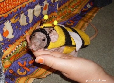 21 Hilarious Animals Wearing Costumes of Other Species