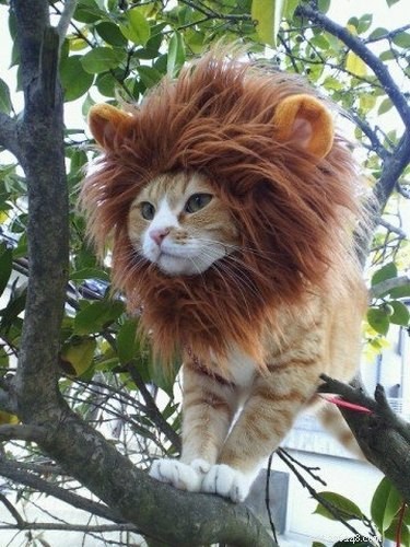 21 Hilarious Animals Wearing Costumes of Other Species