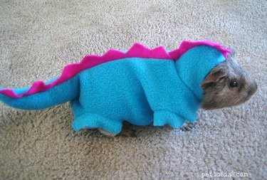 21 Hilarious Animals Wearing Costumes of Other Species