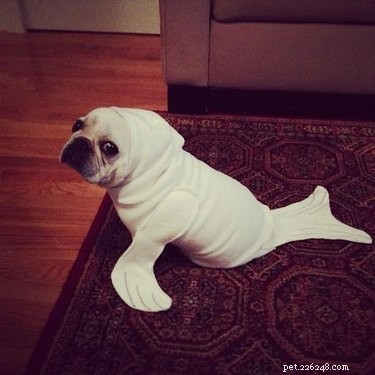21 Hilarious Animals Wearing Costumes of Other Species