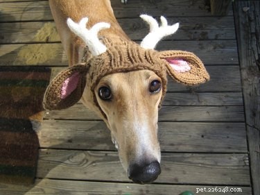 21 Hilarious Animals Wearing Costumes of Other Species