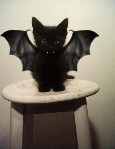 21 Hilarious Animals Wearing Costumes of Other Species