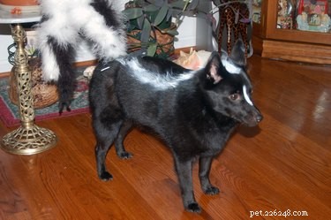 21 Hilarious Animals Wearing Costumes of Other Species