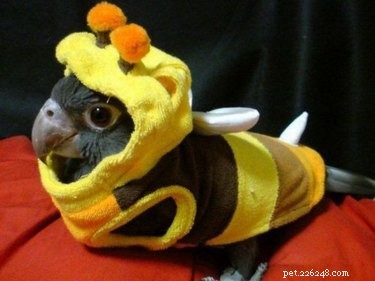21 Hilarious Animals Wearing Costumes of Other Species