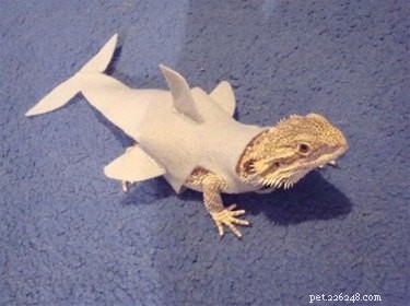 21 Hilarious Animals Wearing Costumes of Other Species