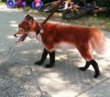 21 Hilarious Animals Wearing Costumes of Other Species