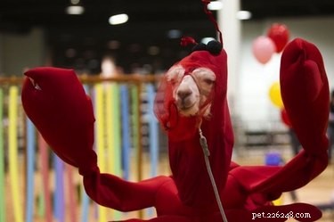 21 Hilarious Animals Wearing Costumes of Other Species