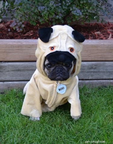 21 Hilarious Animals Wearing Costumes of Other Species