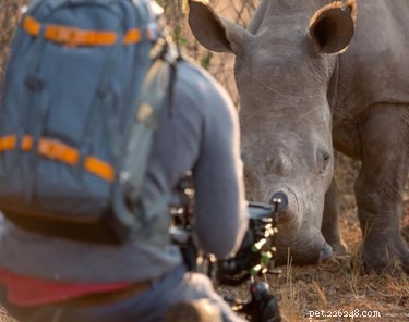 Rhino Requests Belly Rubs From Photographer – An Unexpected Wildlife Moment