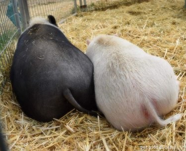 15 Delightful Animals with Remarkable Curves That Will Surprise You
