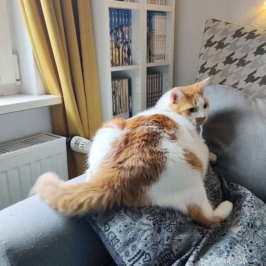 15 Delightful Animals with Remarkable Curves That Will Surprise You