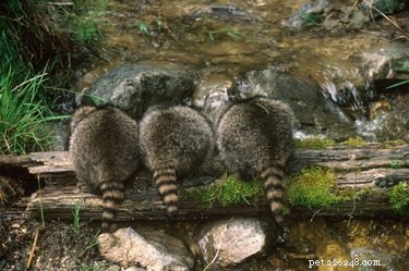 15 Delightful Animals with Remarkable Curves That Will Surprise You
