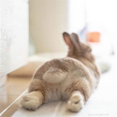 15 Delightful Animals with Remarkable Curves That Will Surprise You