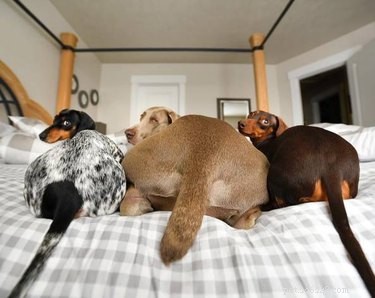 15 Delightful Animals with Remarkable Curves That Will Surprise You