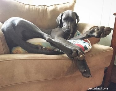 15 Delightful Animals with Remarkable Curves That Will Surprise You