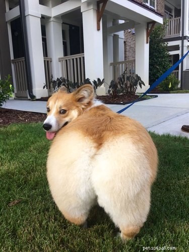 15 Delightful Animals with Remarkable Curves That Will Surprise You