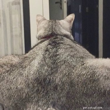 15 Delightful Animals with Remarkable Curves That Will Surprise You