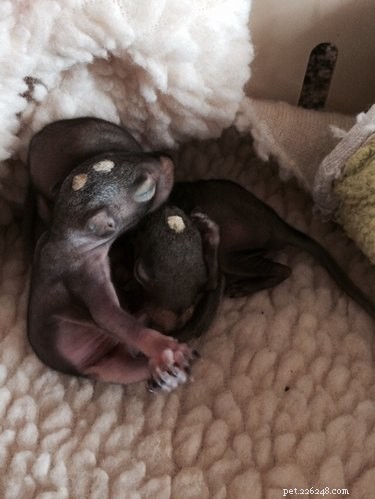 Pittsburgh’s Rescue Center Cares for Bottle-Fed Baby Squirrels