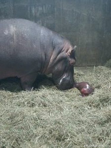Tiny Hippo Grows Too Heavy: Cincinnati Zoo s Fiona Uses Ramp to Move