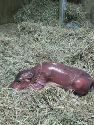 Tiny Hippo Grows Too Heavy: Cincinnati Zoo s Fiona Uses Ramp to Move