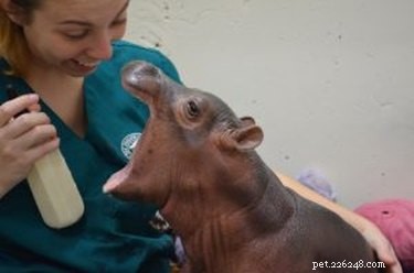Tiny Hippo Grows Too Heavy: Cincinnati Zoo s Fiona Uses Ramp to Move